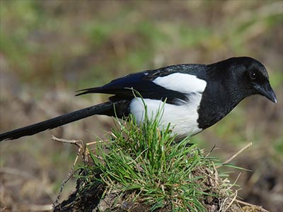 Magpie