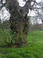 Ancient tree in Holywells Park