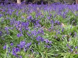 Bluebells in Holywells Park. Photo: Richard Bloomfield