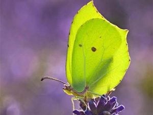 Male Brimstone in Holywells Park. Photo: Matt Berry