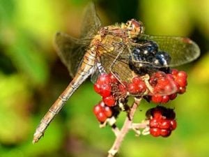 Common Darter. Photo: www.parrishcolmanphotography.co.uk