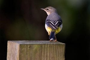 Grey Wagtail. Photo: www.parrishcolmanphotography.co.uk