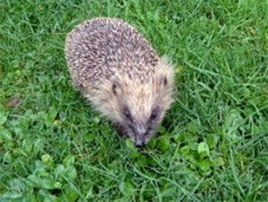 Hedgehog. Photo: IBC
