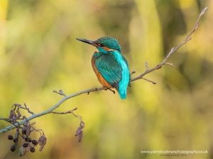 Holywells kingfisher print. Photo: www.parrishcolmanphotography.co.uk