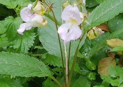Himalayan-Balsam in Holywells Park. Photo: Sheila Roughton