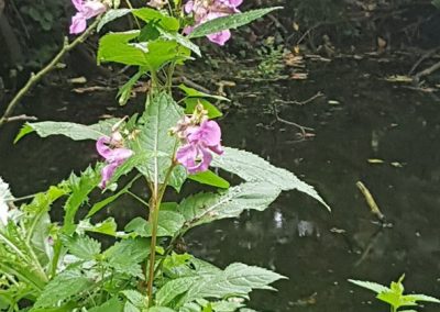Himalayan-Balsam in Holywells Park. Photo: Sheila Roughton
