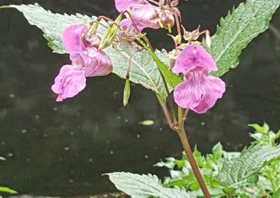 Himalayan-Balsam in Holywells Park. Photo: Sheila Roughton