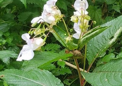 Himalayan-Balsam in Holywells Park. Photo: Sheila Roughton