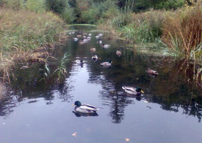 Ducks in Holywells Park. Photo: Sheila Roughton