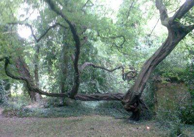 Unusual Tree in Holywells Park. Photo: Sheila Roughton