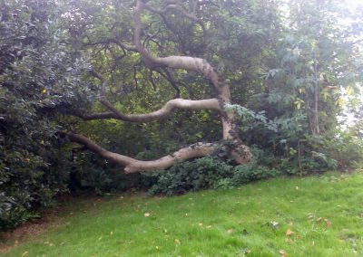 Unusual Tree in Holywells Park. Photo: Sheila Roughton