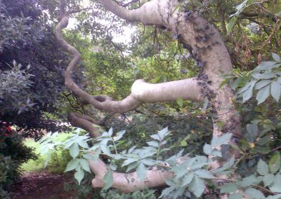 Unusual Tree in Holywells Park. Photo: Sheila Roughton