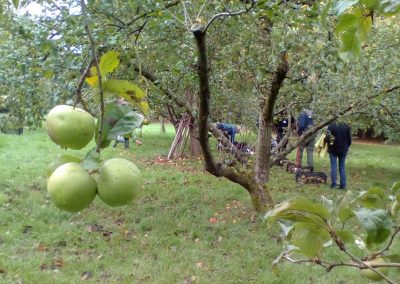 Orchard on apple picking day, 8 October 2017. Photo: Sarah Turner