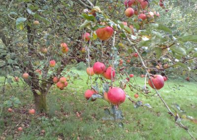 Orchard on apple picking day, 8 October 2017. Photo: Sarah Turner