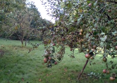 Orchard on apple picking day, 8 October 2017. Photo: Sarah Turner