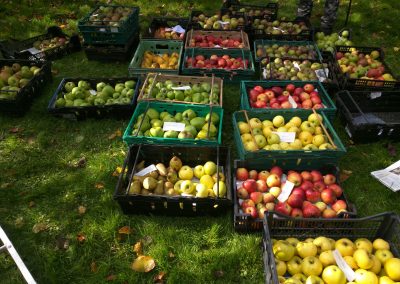Apples harvested in Holywells Park Orchard, Oct. 2017. Photo: Richard Bloomfield