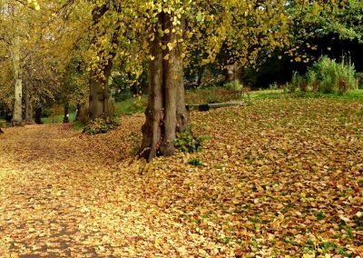 Autumn Leaves Holywells Park