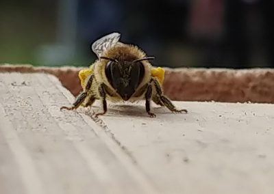 Bee, March 2018, Paul Cant