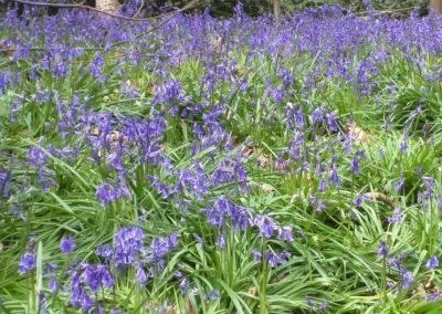 Bluebells Holywells Park, 15-4-17