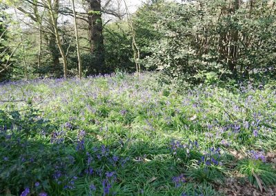 Bluebells Holywells Park April 16 2017. Photo: TT Bloomfield