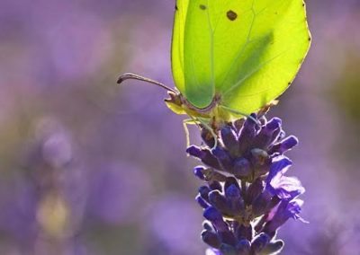 Male Brimstone on Lavender in Holywells Park. Photo: Matt Berry