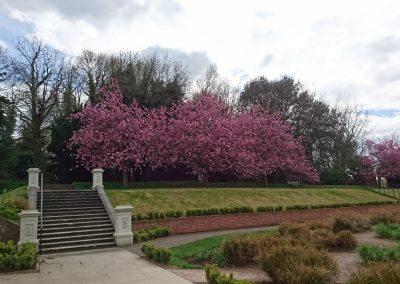 Cherry Blossom Holywells Park near the Conservatory, April 2017. Photo: TT Bloomfield