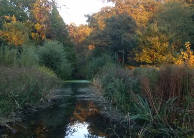 Pond in Autumn, Liz Harsant