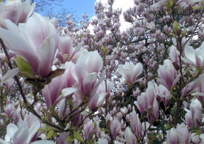 Photo by Sheila Roughton