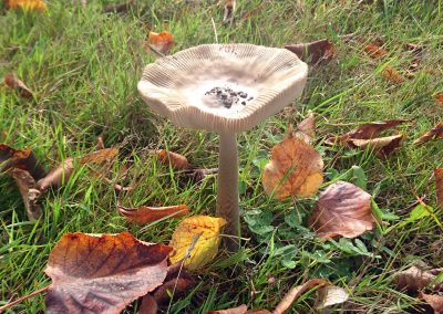 Mushroom spotted in Holywells Park, Oct 2017. Taeko Bloomfield