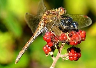 Common Darter. Photo: www.parrishcolmanphotography.co.uk