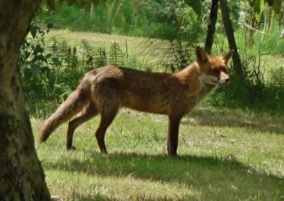 Fox in Holywells Park. Photo: Jim Davis