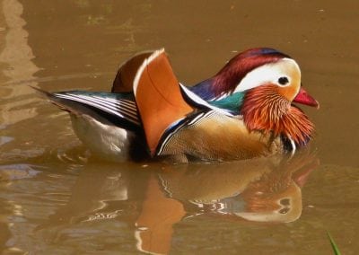 Mandarin Duck in Holywells Park. Photo: Jim Davis