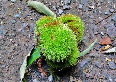 Chestnuts in Holywells Park. Photo: Samuel Clegg