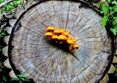 Chestnuts in Holywells Park. Photo: Samuel Clegg