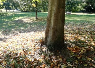 Autumn Leaves, Eric Elden