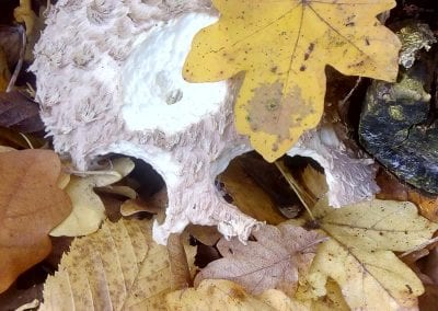 Skull fungus? Andrew Smuk