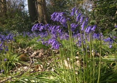 Bluebells Holywells Park 2019. Richard Bloomfield-2019
