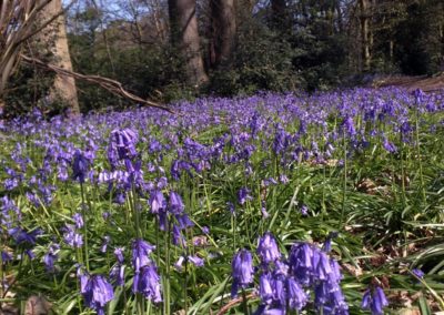 Bluebells Holywells Park 2019. Richard Bloomfield-2019