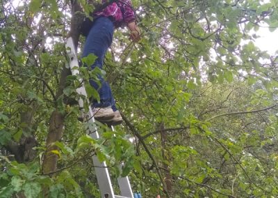 Apple picking 26-9-19