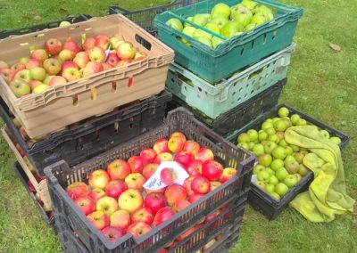Apple picking 26-9-19