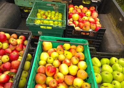 Apple Picking Day, 27 September 2020