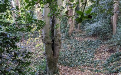 White Elm Woodland (Woodland in Mitre Way) Saved from Development, March 2022