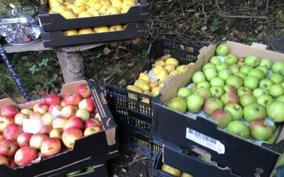 Apple Day is back in Holywells Park on October 12, 2024