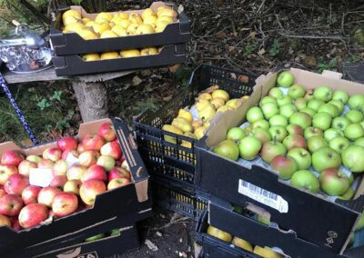 Apple Day 2022