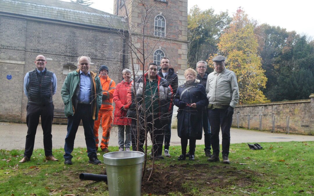 Silver Birch from the ‘Tree of Trees’ planted in Holywells Park