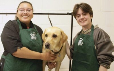 Holywells Park Dog Grooming Parlour