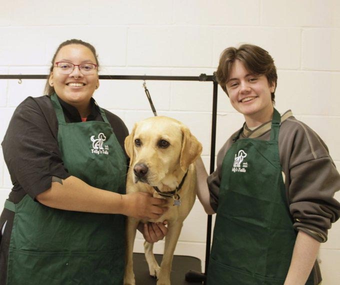 Holywells Park Dog Grooming Parlour
